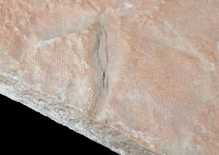 Rare Fossil Reptile Skin Impression - Green River Formation #12263